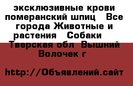 эксклюзивные крови-померанский шпиц - Все города Животные и растения » Собаки   . Тверская обл.,Вышний Волочек г.
